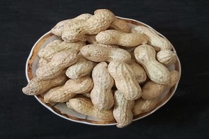 Raw Gregory Peanuts In-shell from Egitto
